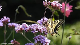 Koninginnepage in mijn tuin Oelegem 26 juni 2020