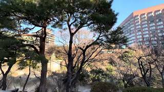 #三重塔　#Three-Story Pagoda    #日本庭園　#椿山荘　#東京都　2024. 1.14