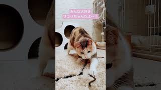 #保護猫 #里親募集中 サユリちゃん