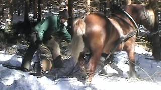 Holzrücken mit Pferden