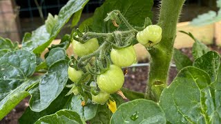 Vegetables grown my backyard 4 后院搭了新棚架