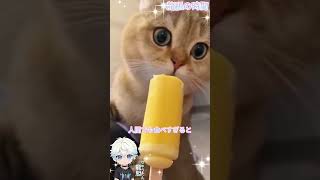 ああああ！猫ちゃんがアイスを食べたら！こうなるの？　「龍胆の時間」#shorts