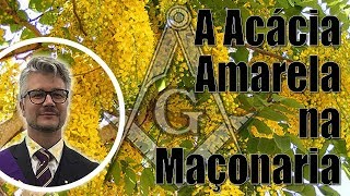 🔴#136 A Acácia Amarela na Maçonaria