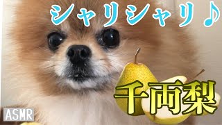 [ポメラニアン犬]良い音で梨を食べるポメラニアン[咀嚼音ASMR]