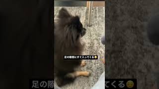 甘えん坊過ぎる赤ちゃんポメ#pomeranian #博美犬 #sosweet #ポメラニアン #子犬 #可愛すぎる #甘えん坊 #赤ちゃん #癒し動画