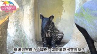 貘樹快卸童裝-彩色漸轉黑白 Malayan Tapir Baby Coat Gradually Fade Away