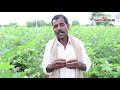 cotton farming guide planting u0026 care part 3 ಲಾಭ ದಾಯಕ ಹತ್ತಿ ಬೆಳೆಯ ಬೇಸಾಯ ಕ್ರಮಗಳು vijay karnataka