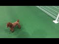 退院したママとの日常を取り戻したトイプードル ティーカッププードル 成犬 鳴き声 東京 都内夫婦暮らし dog poodle vlog tokyo