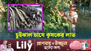 চুইঝাল চাষে খরচ কম লাভ বেশি, ছড়িয়ে পড়ছে সারা দেশে | Kurigram | Chui Jhal | Dhaka Post