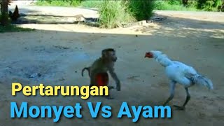 Pertarungan Monyet Vs Ayam