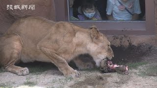 日立市かみね動物園に新猛獣舎オープン  名称は「がおーこく」