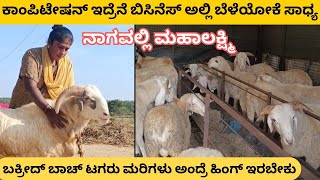 ಟಗರುಗಳು ಇಷ್ಟು ಚೆನ್ನಾಗಿ ಬೆಳೆಯೋಕೆ ಕಾರಣನೆ ಇವ್ರು ಮರಿಗಳ್ಗೆ ತೋರಿಸೋ ಪ್ರೀತಿ|| Kuri saakanike in Kannada