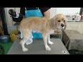 【トリミング】５倍速でわかる！アメリカン・コッカー・スパニエルのトリミング【３１１時間目】　 　 5xspeed trimming for american cocker spaniel