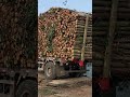 a truck full of wood disembarks from the ship装满一车木头的卡车从船上下来