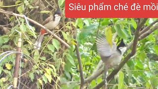 Bẫy chào mào gặp siêu phẩm ché đè mồi (chim của bạn)lh Zalo/0327633629