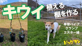 【ドッグランを作る_32】キウイを植えて単管パイプでキウイ棚をDIY