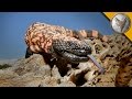 The Gila Monster - AMAZING Venomous Lizard Encounter!