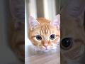 Cute cat 🩷 #goldeneyes #catlover #viralvideo #foryou #catshorts #wounderful #superhero #good #nice