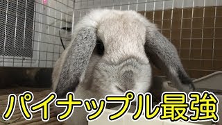 【うさぎ】パイナップル食いつき最強説！【ホーランドロップ】Rabbits who love pineapple