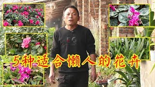 懒人过年就养这5种花，养上不用管，花开一茬又一茬！【农村养花匠】