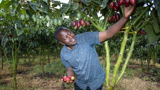 No College? No Problem! How to Get Rich Farming Tree Tomatoes