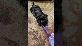 Baxter tug-the-sock  nov 16 2019