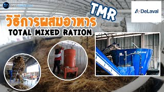 มหาลัยวัวนม : วิธีการผสมอาหาร TMR  [ Total Mixed Ration ]  BY.FARMINPLEANG