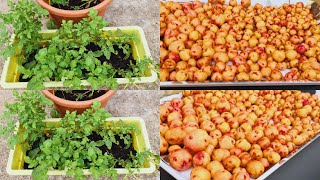 Harvesting Bangladeshi Red Potato |দেশি লাল আলু টপে চাষের সহজ উপায় | ;কিভাবে লাল আলু টপে চাষ করবেন|