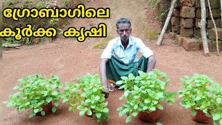 ഗ്രോബാഗിലെ കൂർക്ക കൃഷി | koorka krishi | chinese potato