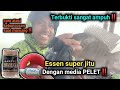 ESSEN SUPER JITU  || UNTUK MEDIA  PELET‼️dijamin gak mau pulang....