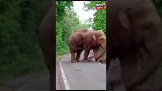 Bankura য় পথ অবরোধ, তবে মানুষ না পথ আটকে দাঁড়িয়ে Elephant, দেখুন সেই ছবি | #shorts