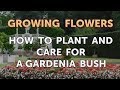 How to Plant and Care for a Gardenia Bush