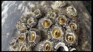 Gray whale barnacles