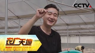 《农广天地》胆小外来客 撒野本地鸡 20181202 | CCTV农业