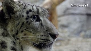 リーベに仕掛けるリアン~Snow Leopards