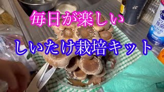 しいたけ栽培キット　毎日が楽しい　椎茸栽培