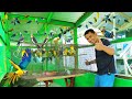 Raising Hundreds of Exotic birds - Exotic Bird Aviary!! Parent Cocktail can’t feed more babies