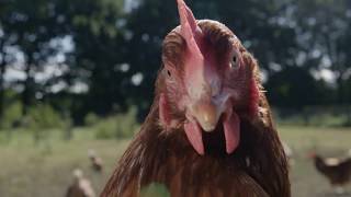 Positive Behaviours - Hens