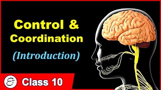 Control and Coordination 🧠 || in Hindi for Class 10