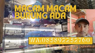 #macam2 burung ada di sini#kicaumanianusantara #awbirdshopmlg