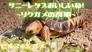 サニーレタスおいしいね！　〜リクガメの食事〜　ビルマホシガメ