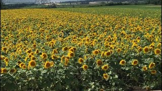 【北海道・大空町】ひまわり畑　【Ozora town,Hokkaido】Sunflower field