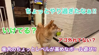 【柴犬】ハイレベルなボール遊びinお家　浪速の柴犬　shibainu