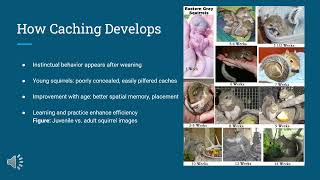 Gray Squirrel Foraging Presentation