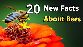 20 Amazing and Wondrous Facts about Bees that Most don't know