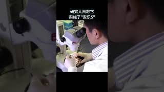 第一个克隆羊多莉现在怎么样了？#涨知识