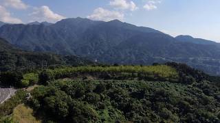 垂水千本イチョウ【鹿児島県垂水市】 ドローン空撮