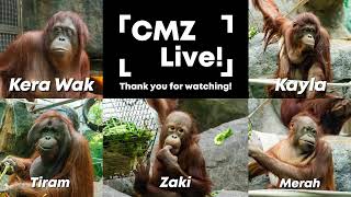 CMZ Live