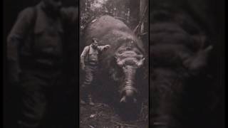 2 Largest Prize Hogs On Record #hog #pig #creepy #beast #nightmare #giant