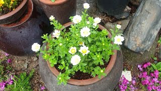 단지구멍 뚫지 않고 화초 쉽게 분갈이하기｜Easily split flowers without drilling holes in the jar